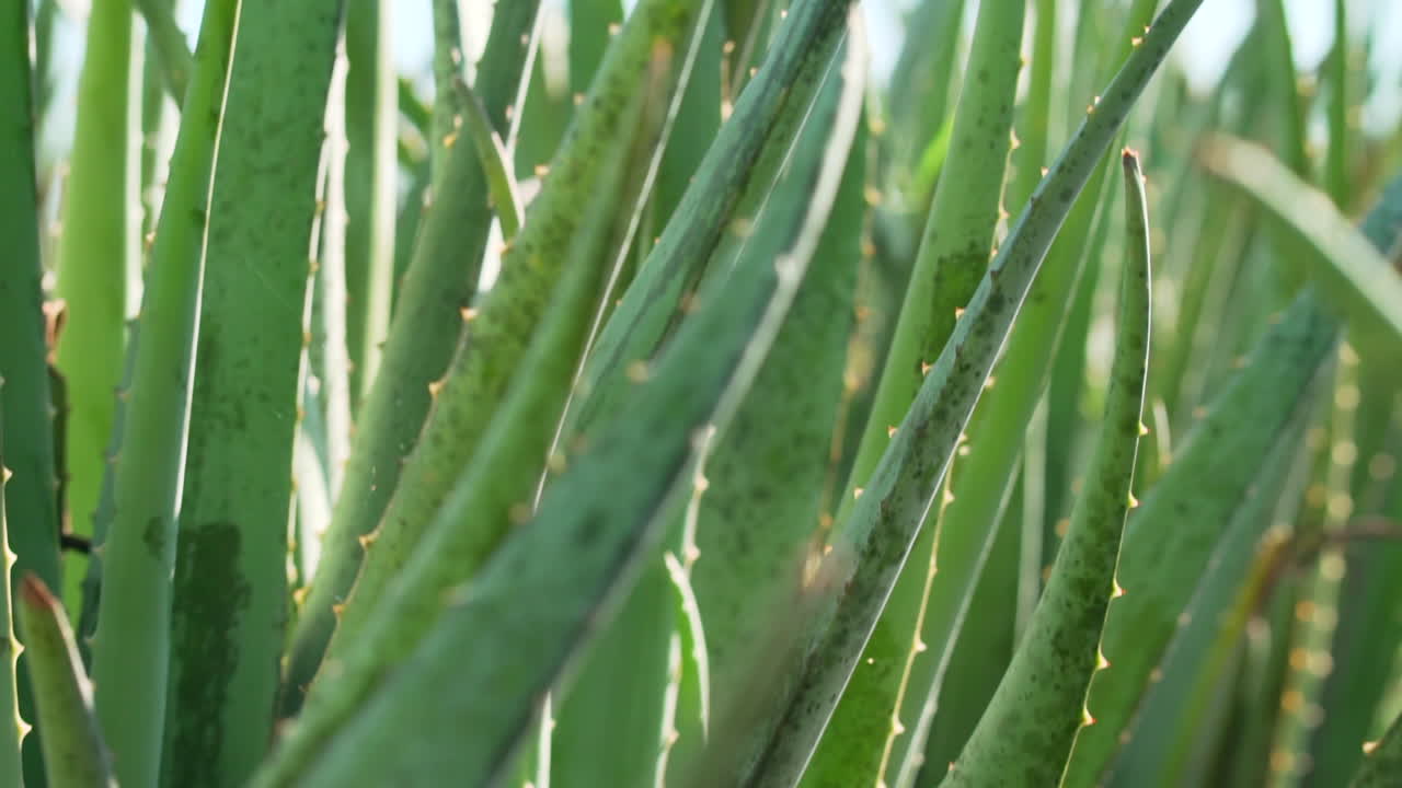 Aloe Vera mexican planting close up shot 2
