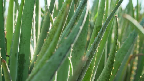 aloe vera mexican planting close up shot 2