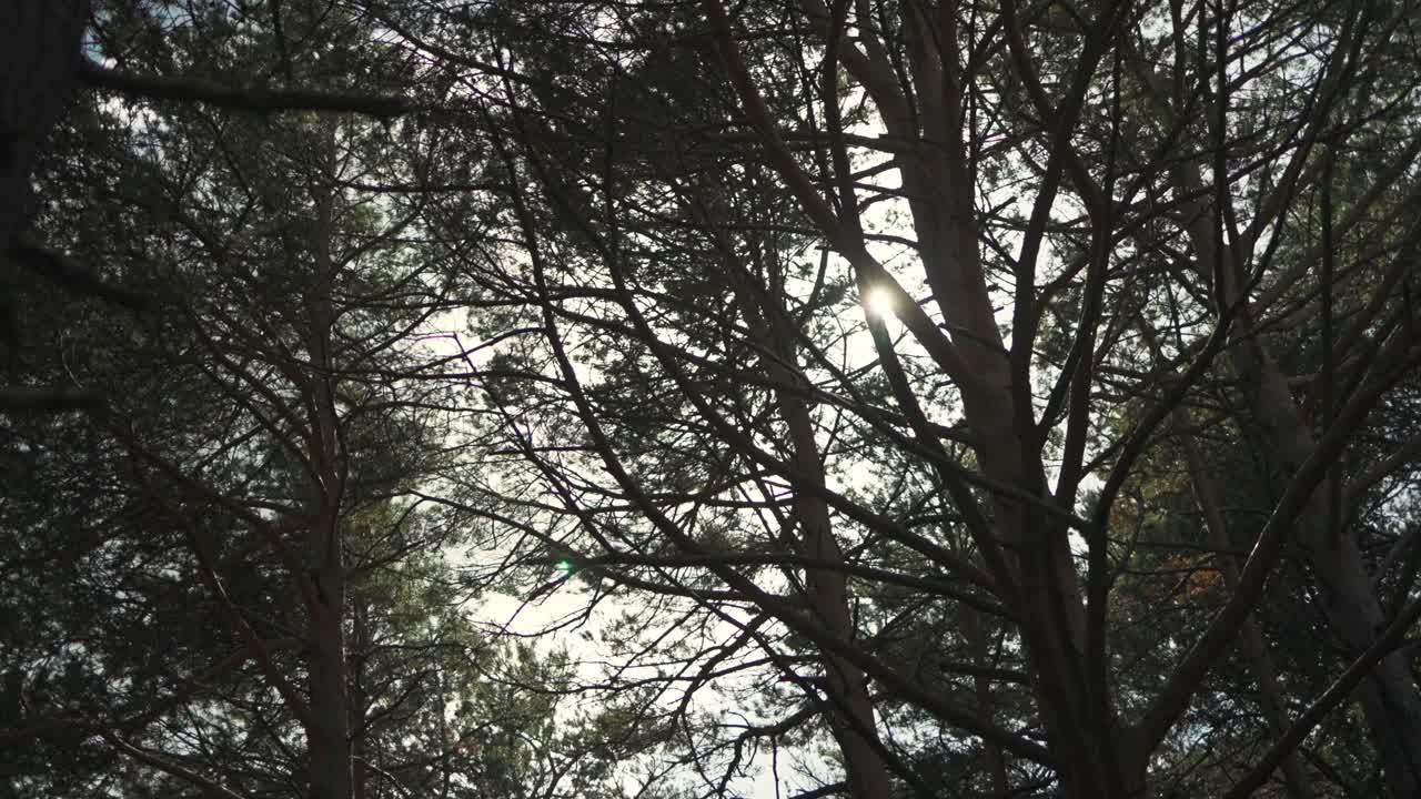 Eerie and mysterious shot of woods and trees for horror themed film