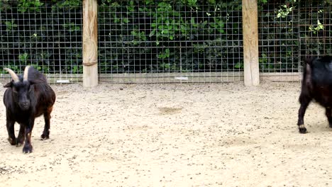 goats in a farm