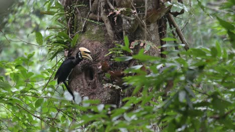 een mannelijke oosterse hoornvogel, anthracoceros albirostris, stoot voedsel uit zijn mond en maakt zich klaar om zijn partner te voeden die zich in een hoek van een boom in het khao yai national park in thailand bevindt.