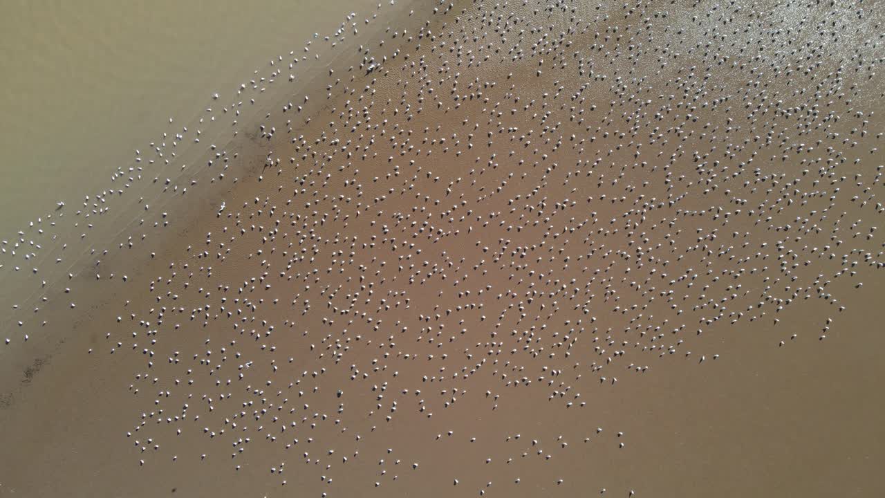 고립된 모래사장에서 쉬고 있는 하얀 철새 떼 위에 공중