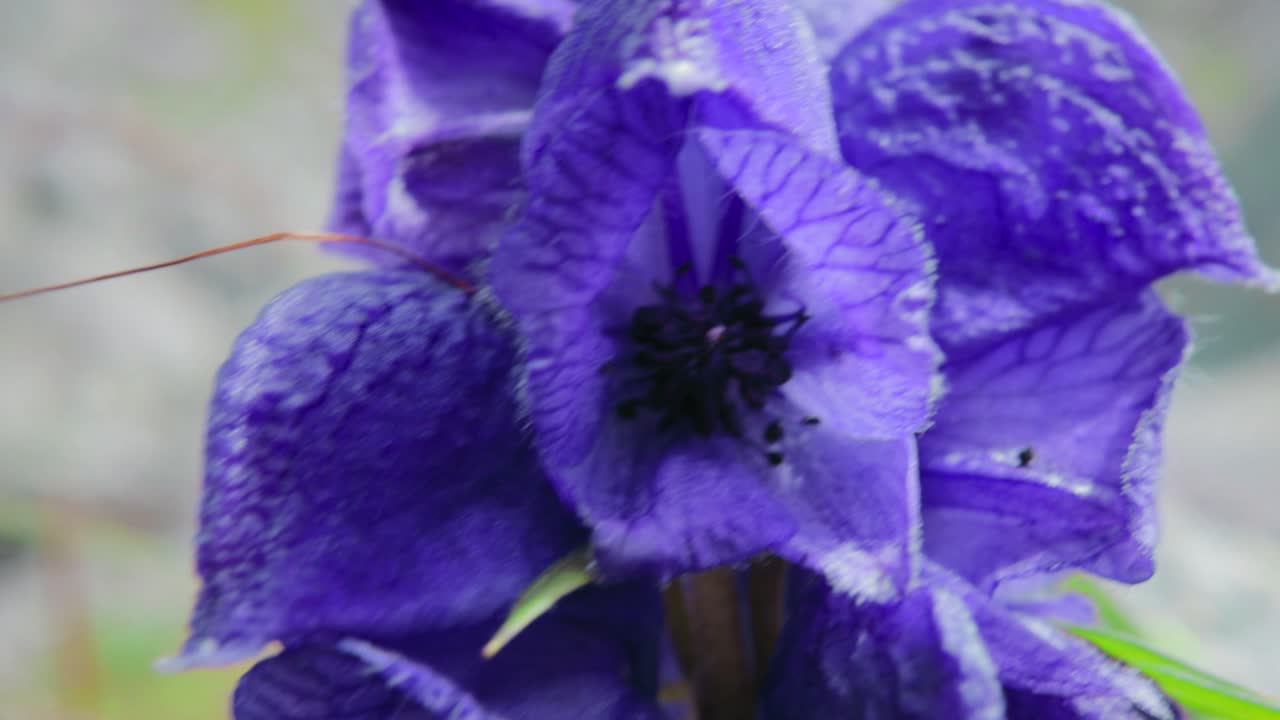 가벼운 여름 바람에 부는 정원 보라색 꽃의 클로즈업 샷