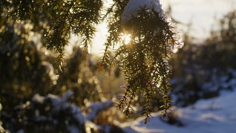 陽光透過一棵常綠樹的雪覆蓋的樹枝發光