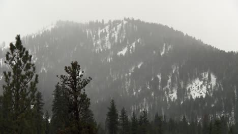 Pine-Trees-In-Winter-With-Misty-Mountain-In-Backdrop