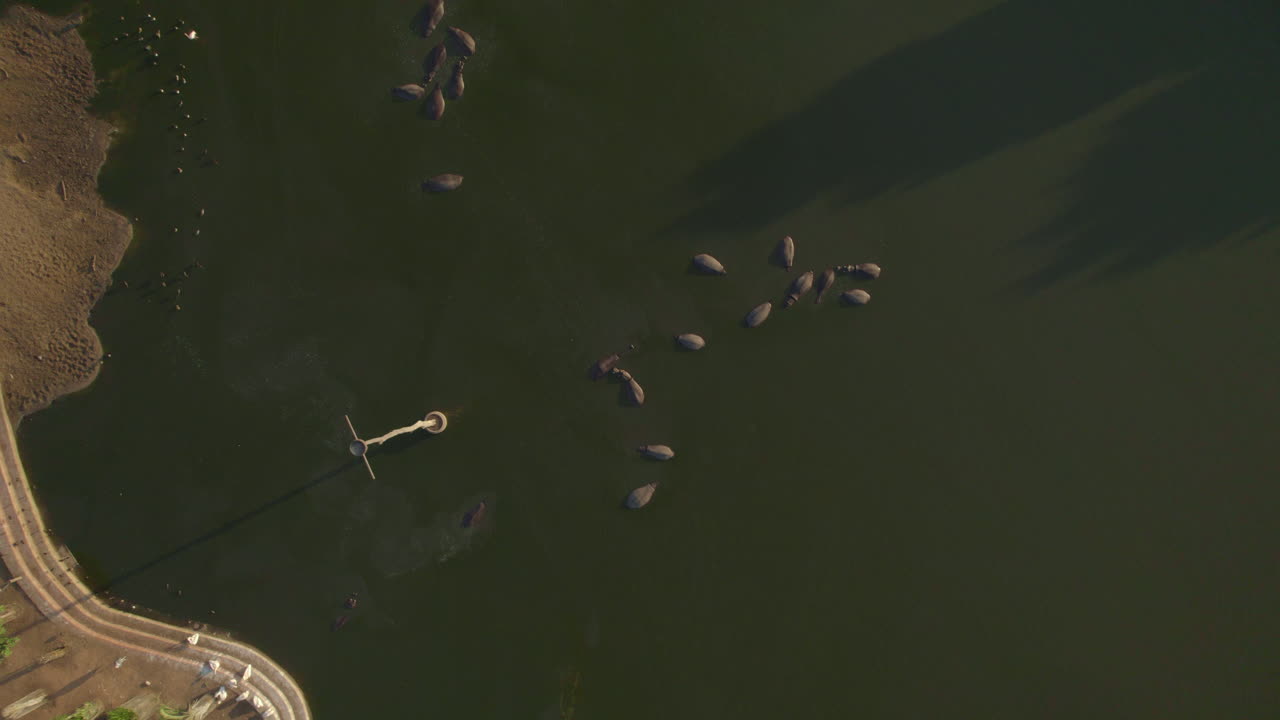 A family of calm hippos resting in the in the afternoon above Ramat Gan Safari when it is empty of visitors (Israel) - rising up top down shot