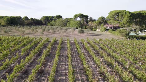 Vineyard-field-in-Montpelier-France-with-evenly-spaced-rows,-Aerial-tilt-up-shot