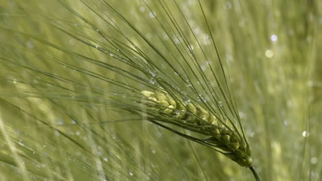 tallo de hierba verde mojado con gotas de rocío, primer plano, bokeh