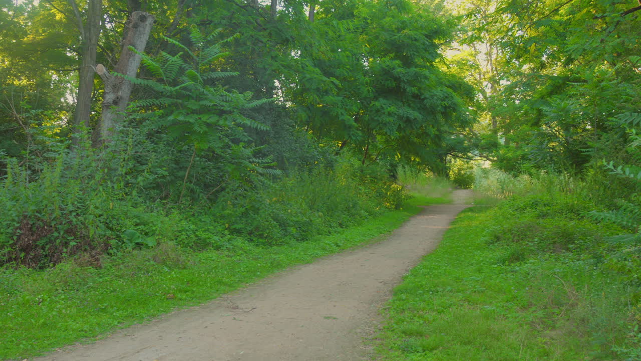 View of a fresh green forest alley during daytime. Beauty of nature concept background. Green foliage.