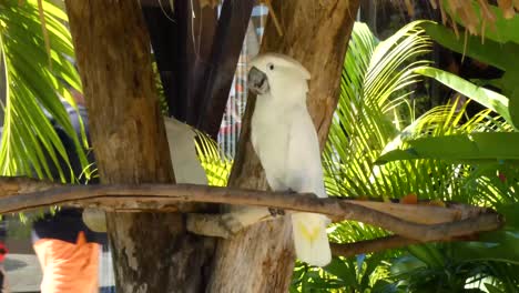 White-Cockatoo,-Umbrella-Cockatoo,-standing-in-Taino-Bay,-Puerto-Plata,-Dominican-Republic