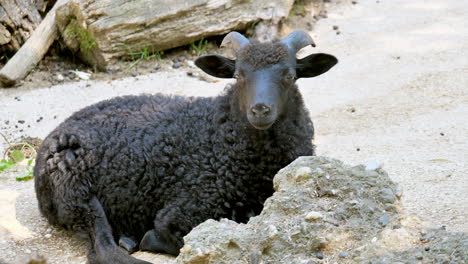 close up shot of black sheep lying on ground in nature and looking at camera - beautiful sunny day in wilderness