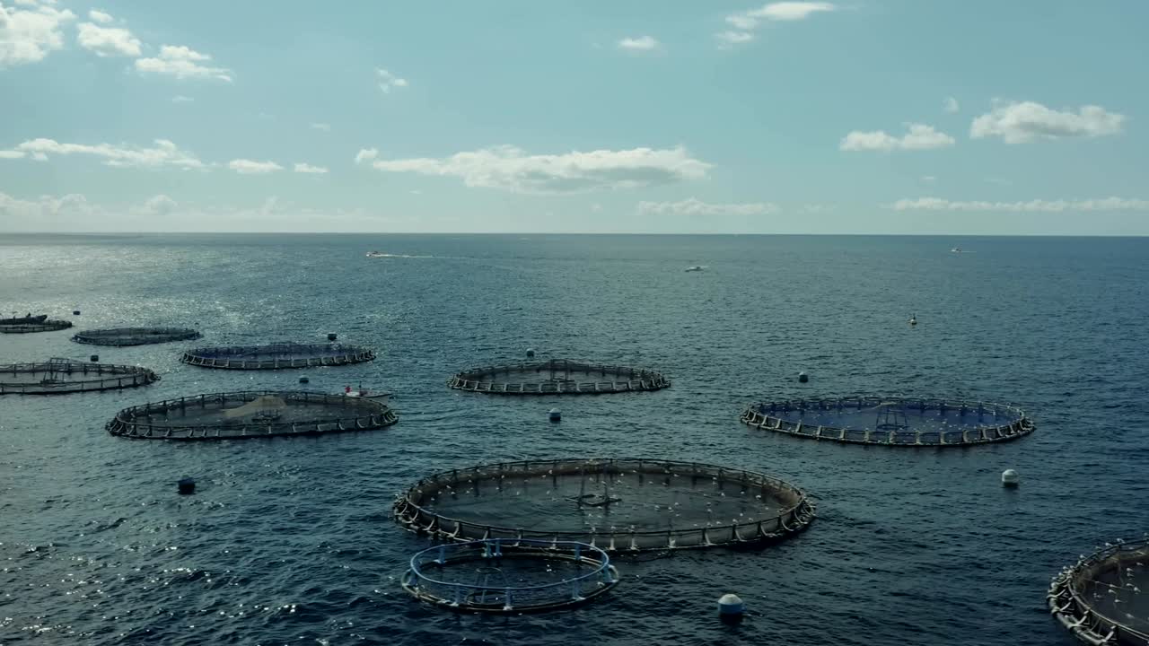 수산물 배양: 담수 물고기의 배양