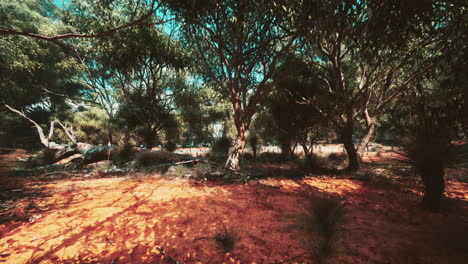 Trees-and-stones-in-Australian-desert