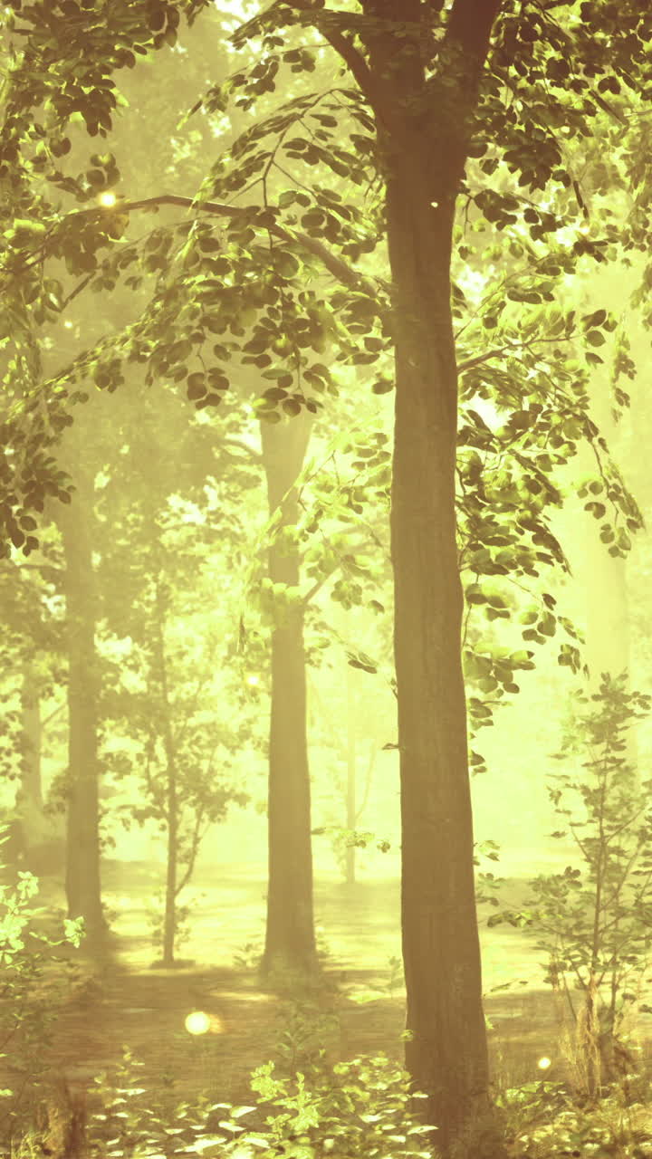 Enchanted forest illuminated by golden light in the early morning