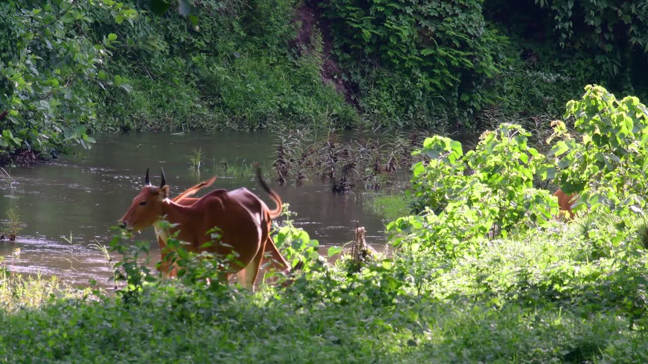 banteng 또는 tembadau는 동남아시아에서 발견되고 일부 국가에서는 멸종된 야생 소입니다.