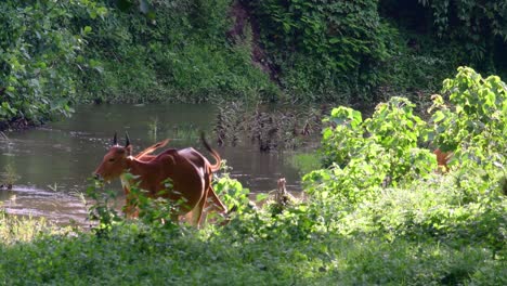 Banteng-Oder-Tembadau-Ist-Ein-Wildrind,-Das-In-Südostasien-Vorkommt-Und-In-Einigen-Ländern-Ausgestorben-Ist