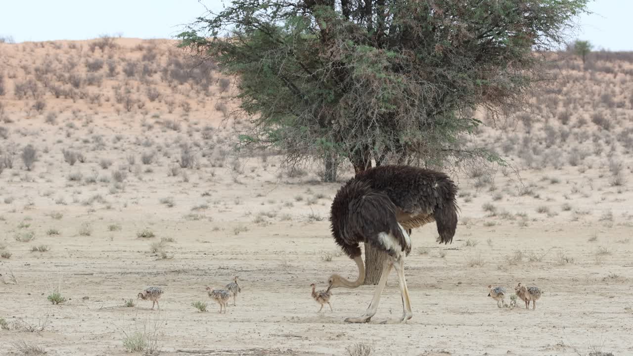 Campo lungo di uno struzzo femmina che si nutre con i suoi piccoli nel vasto paesaggio del Parco transfrontaliero del Kgalagadi