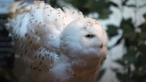 beautiful snowy owl fluffing up feathers to stay warm