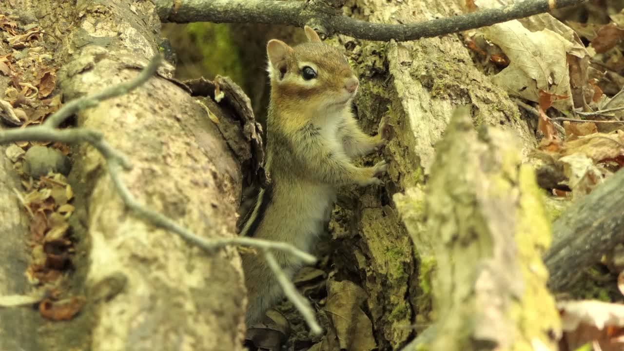 4K simpatico piccolo tamia curioso che sbircia fuori da una tana nascosta in un albero di giorno in un ambiente forestale - inquadratura ravvicinata statica.