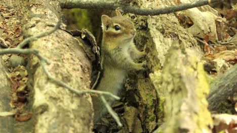 4K-cute-little-curious-chipmunk-peek-out-of-a-hiding-tree-burrow-during-the-day-in-forest-environment---close-up-static-shot
