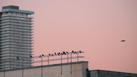 Bandada-De-Pájaros-En-La-Barandilla-En-La-Parte-Superior-Del-Edificio-Fondo-De-Cielo-Rosa-Slomo