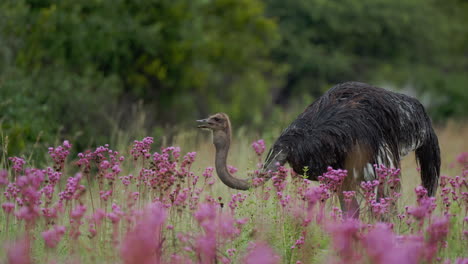 ostriches in a field of pink flowers