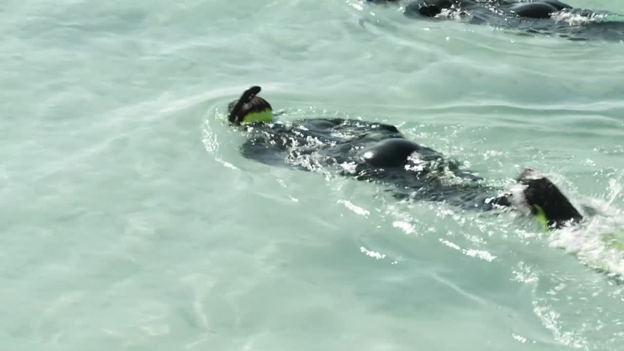 두 사람이 스노클링 장비를 가지고 수영