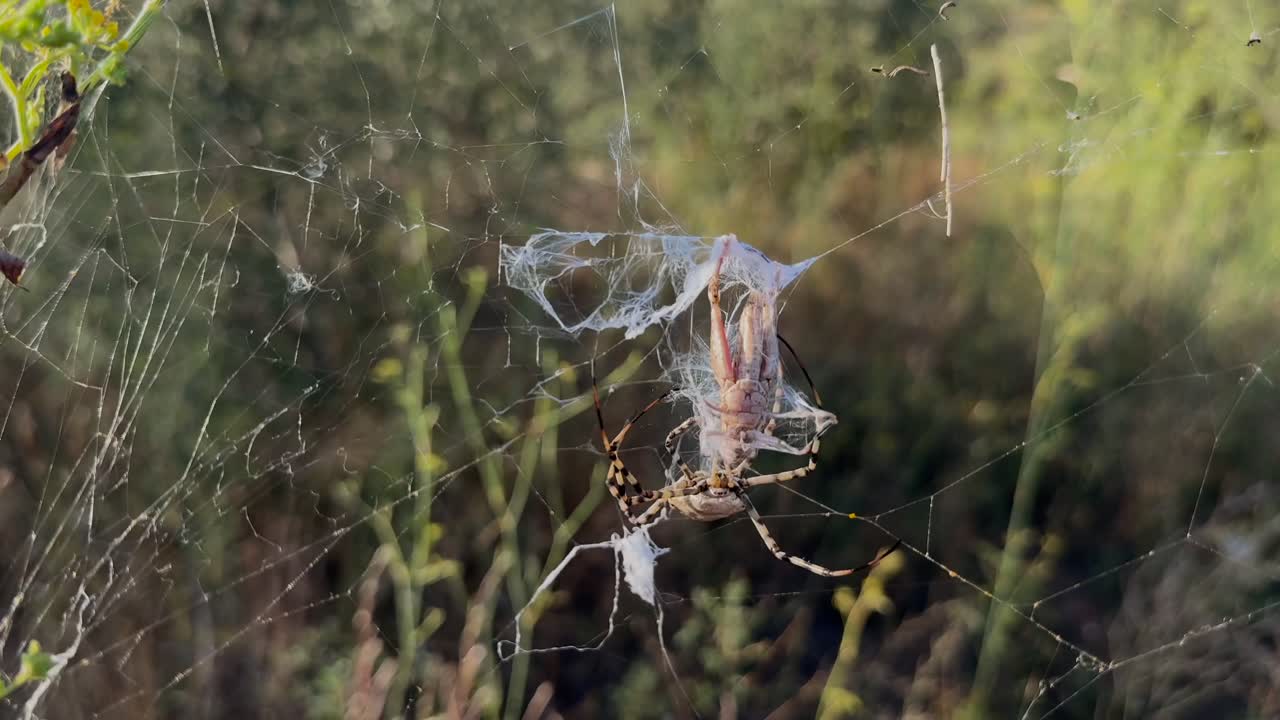 Tiger Spider wrapping a defenseless grasshoper trapped in its silk web in a Mediterranean landscape with sunset light. Handheld slow motion shot