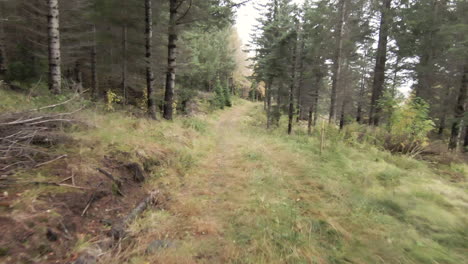 alley of trees in pine forest. dolly forward