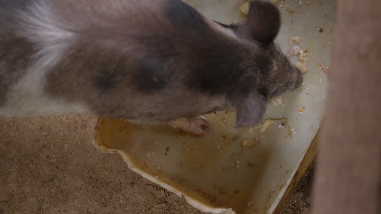 돼지 한 마리가 창고에서 먹이를 먹고, 돼지 새끼가 유치원에서 먹이를 소비하는 장면.