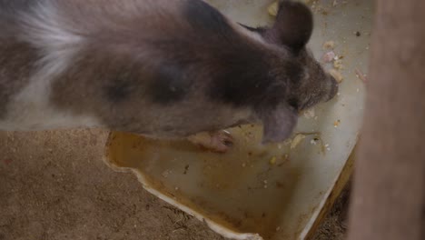 un primer plano y una toma aérea de un cerdo comiendo alimento en un corral, lechones en un vivero consumiendo alimento