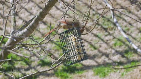 cardenal del norte hembra comiendo en un comedero para pájaros sebo durante el invierno tardío en carolina del sur