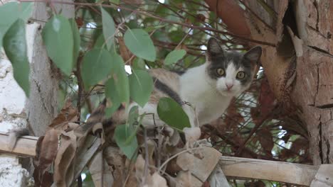 gato curioso en la valla explora cerca de la rama del árbol, alerta mirando hacia abajo