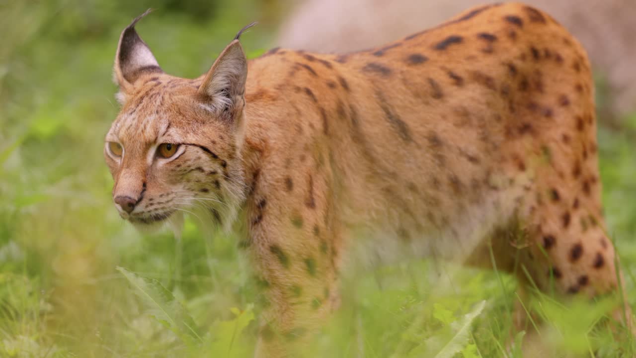 el lince eurasiático (lince lince) en el bosque.