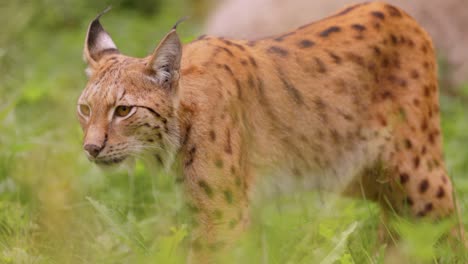 el lince eurasiático (lince lince) en el bosque.