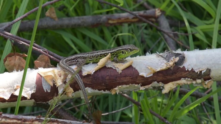Green lizard on a branch