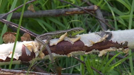 green lizard on a branch