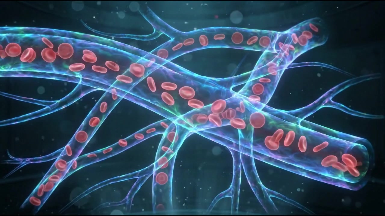 Glowing red and blue blood vessel network of cardiovascular system