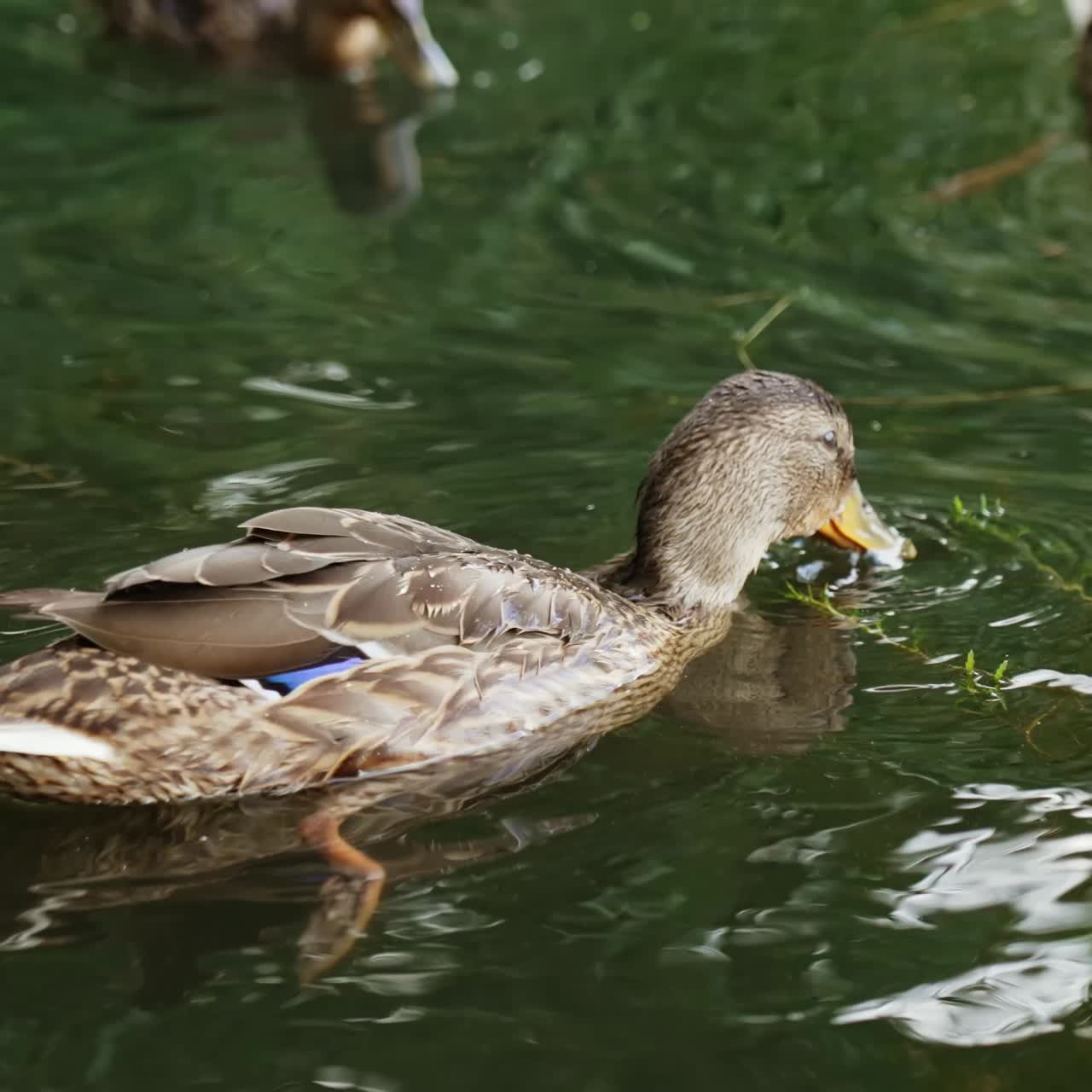 Mallards picking duckweed from the river. Lovely wild ducks on the river surface. Close up