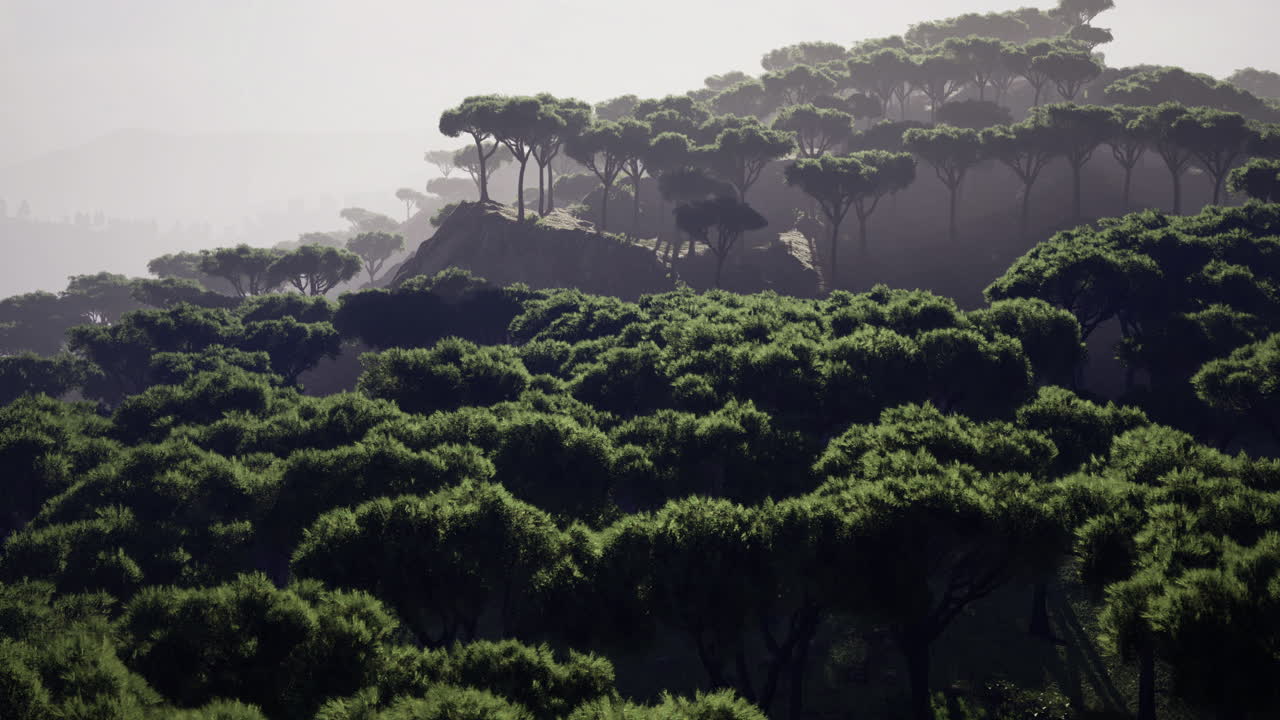 Majestic forest with towering trees under soft morning light