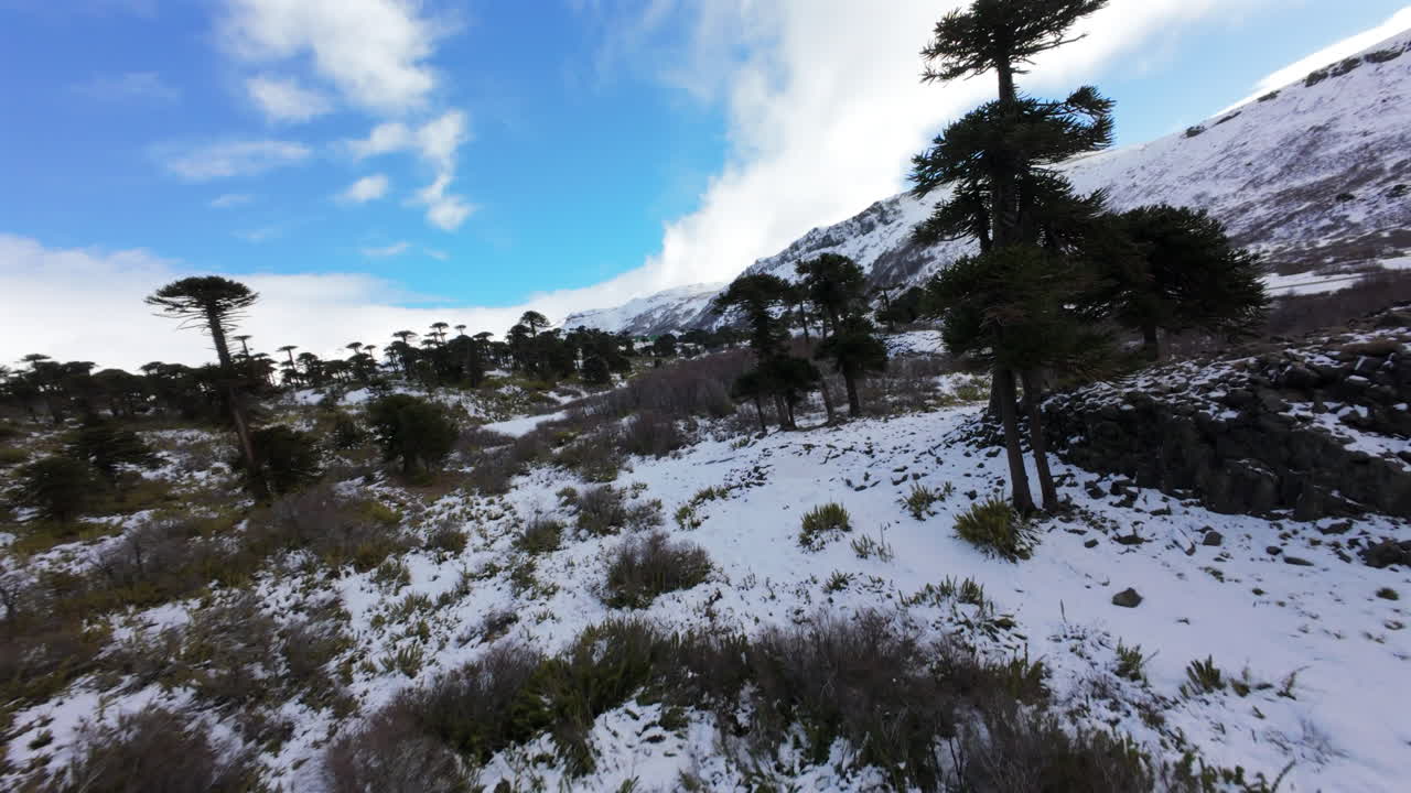 FPV drone flying uphill through Araucaria trees, zigzagging between snow patches and grass, ending with mountain panorama in Caviahue, Argentina