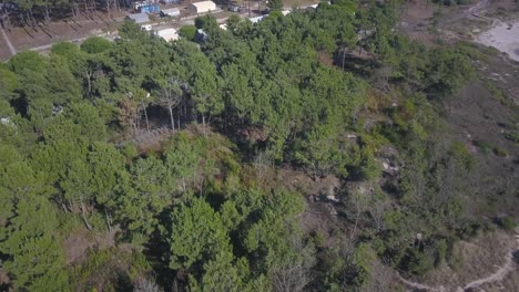 Impresionantes-Pinos-Naturales-Cerca-De-La-Playa-En-Viana-Do-Castelo