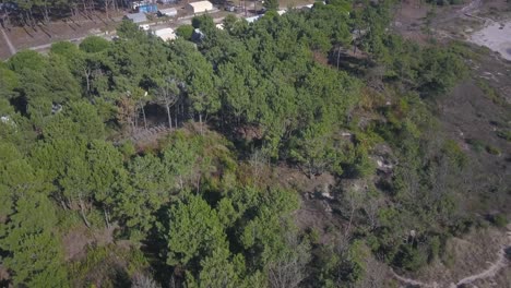 impresionantes pinos naturales cerca de la playa en viana do castelo