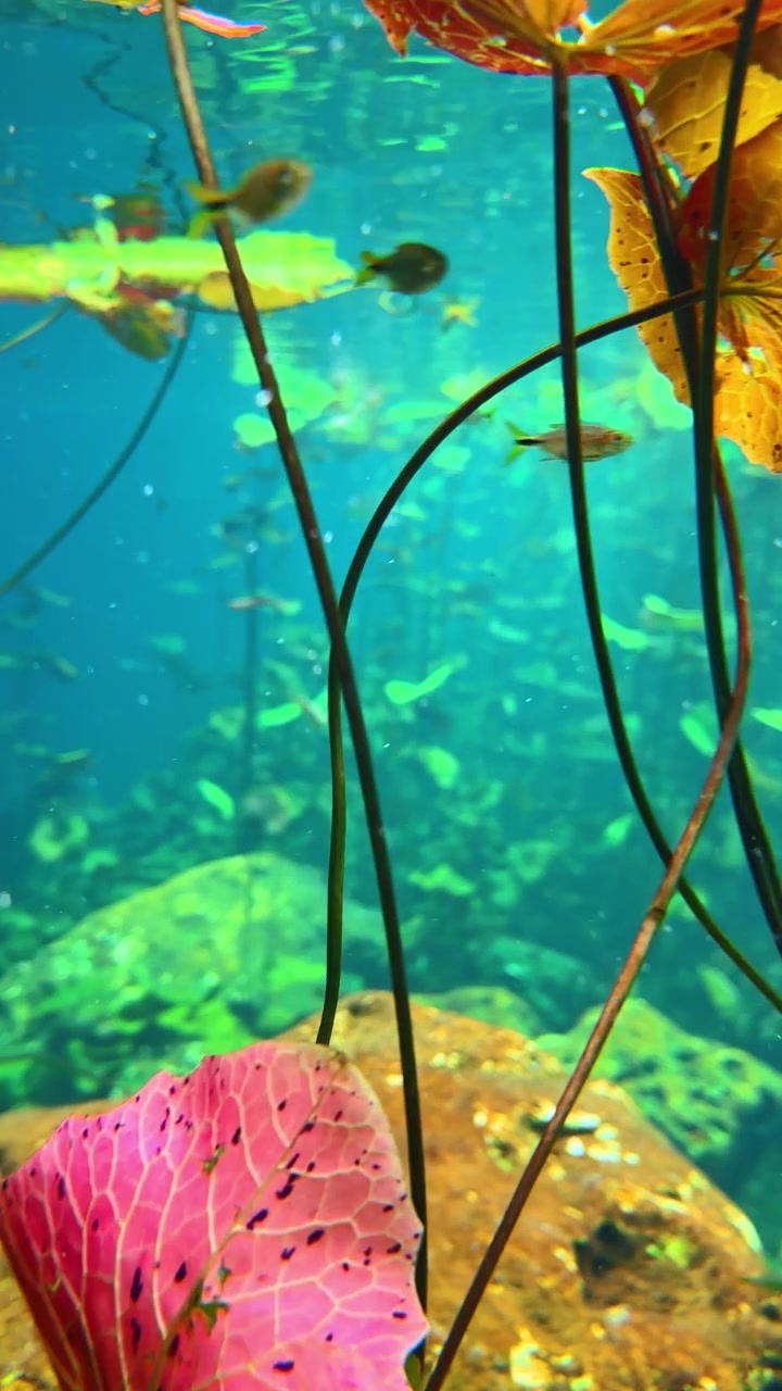 Folhas e plantas coloridas submersas em um lago de águas claras. Plantas aquáticas e folhas coloridas são vistas debaixo d'água em um lago no México.