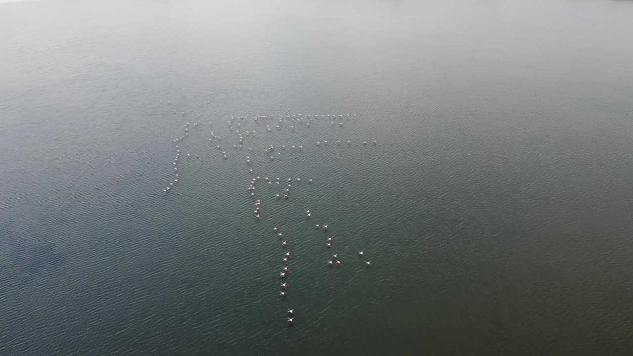 Filmisk oppefra droneoptagelse af en flok flamingoer i Porto Lagos vådområder. Højt vinkelperspektiv viser fuglene danne et unikt mønster i de rolige lagunevande. Ideel til naturfilm