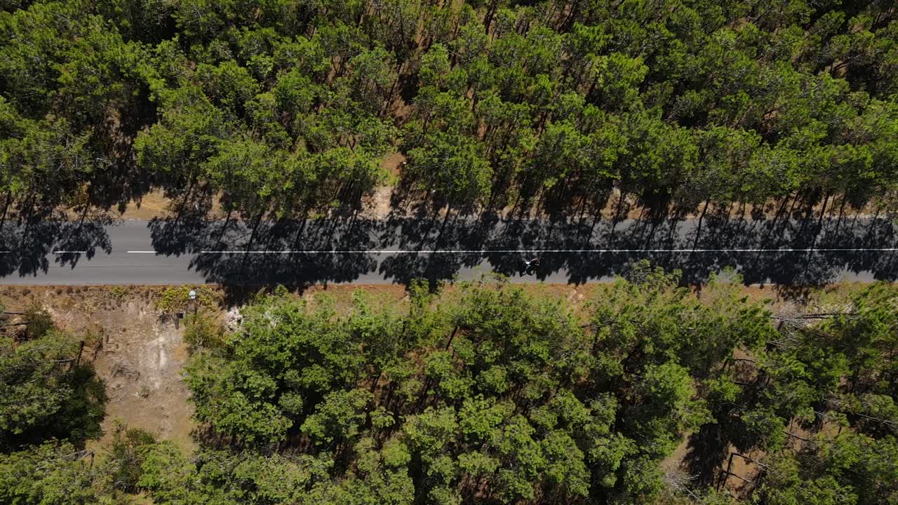 자전거를 타고 소나무 숲을 건너는 사람들의 항공 영상