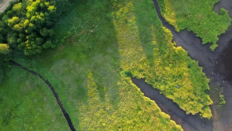 looking-directly-down-below-the-camera,-where-smaller-bodies-of-water-spread-out-and-a-bank-covered-with-green-plants