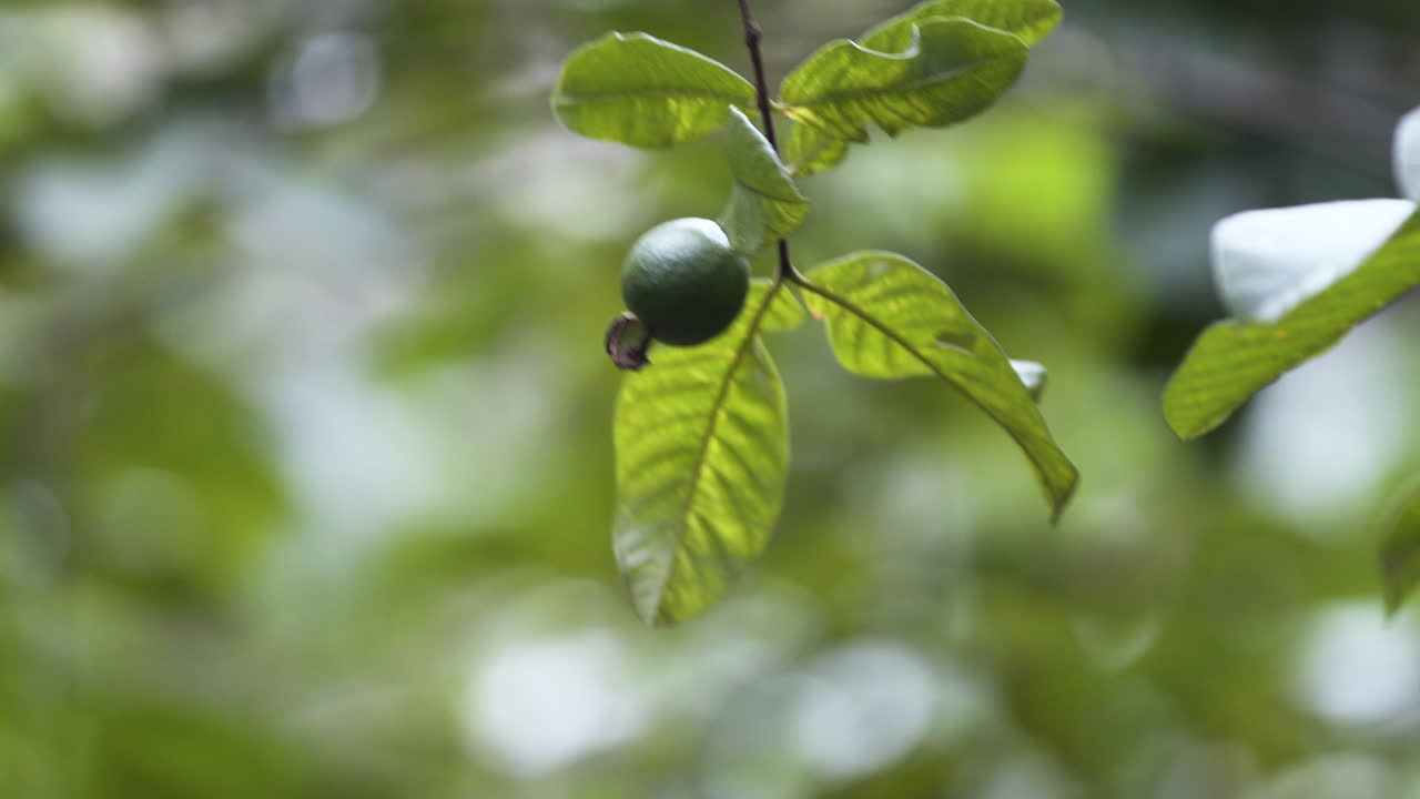 pequeña fruta verde inmadura en la ramita de un árbol arrastrado por el viento en la selva de zanzíbar