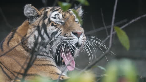 Siberian-tiger-yawning,-sleepy-big-cat-portrait-with-canines