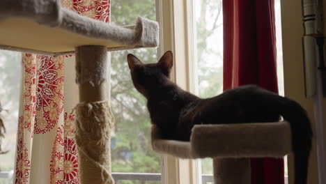 a black cat lies on a perch, staring out a window framed by patterned and red curtains - close up